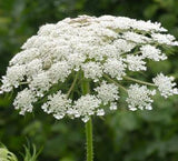 Soap (Wild Carrot)