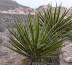 Soap (Yucca Root-Shampoo & Body Soap)